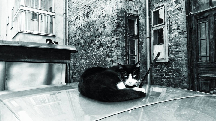 Cat