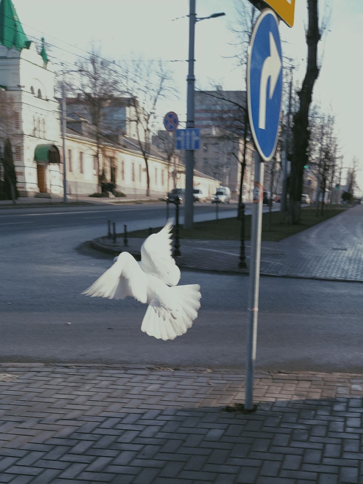 Белый голубь