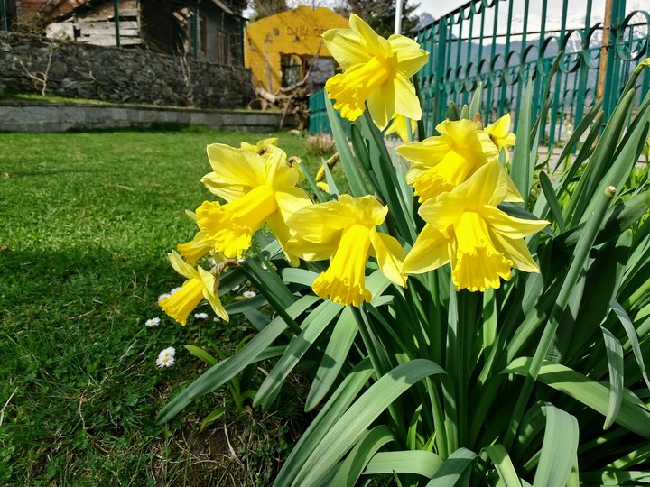 Daffodils