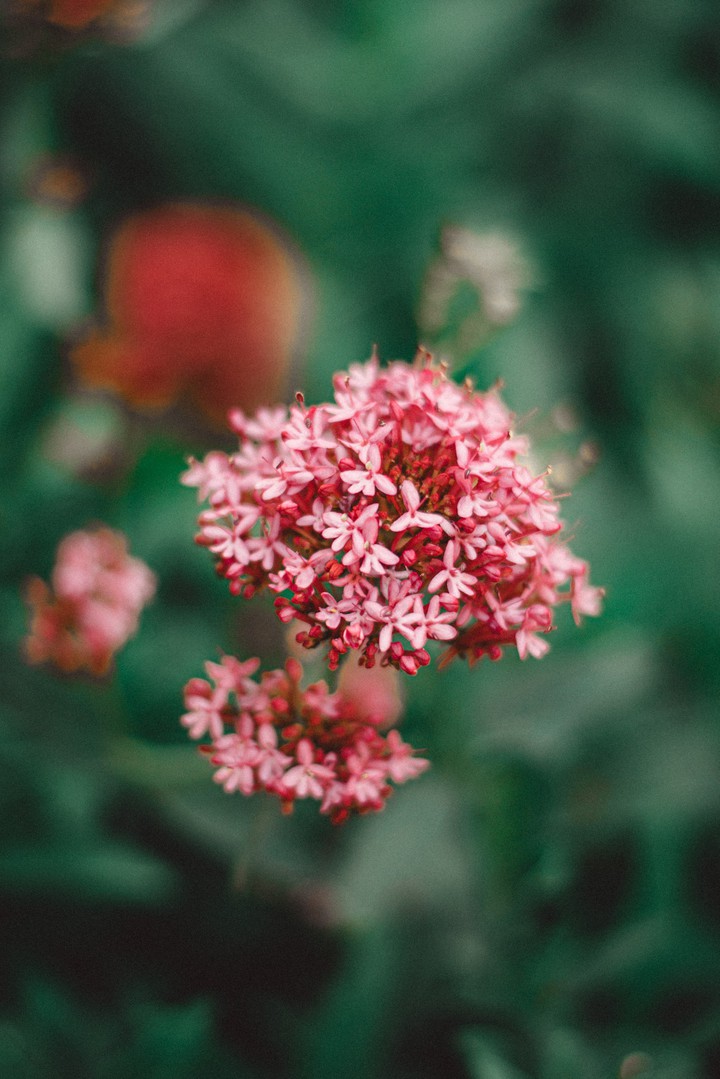 Pink flower