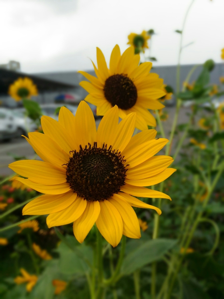 sunflower