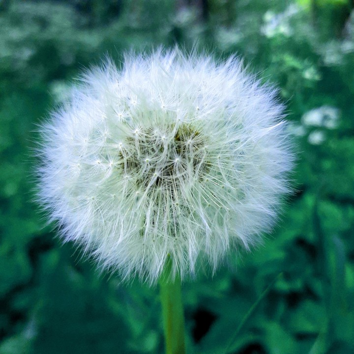 Fluffy