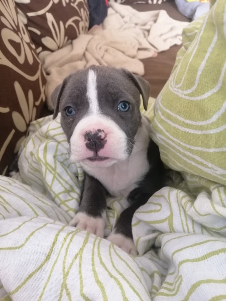 mia