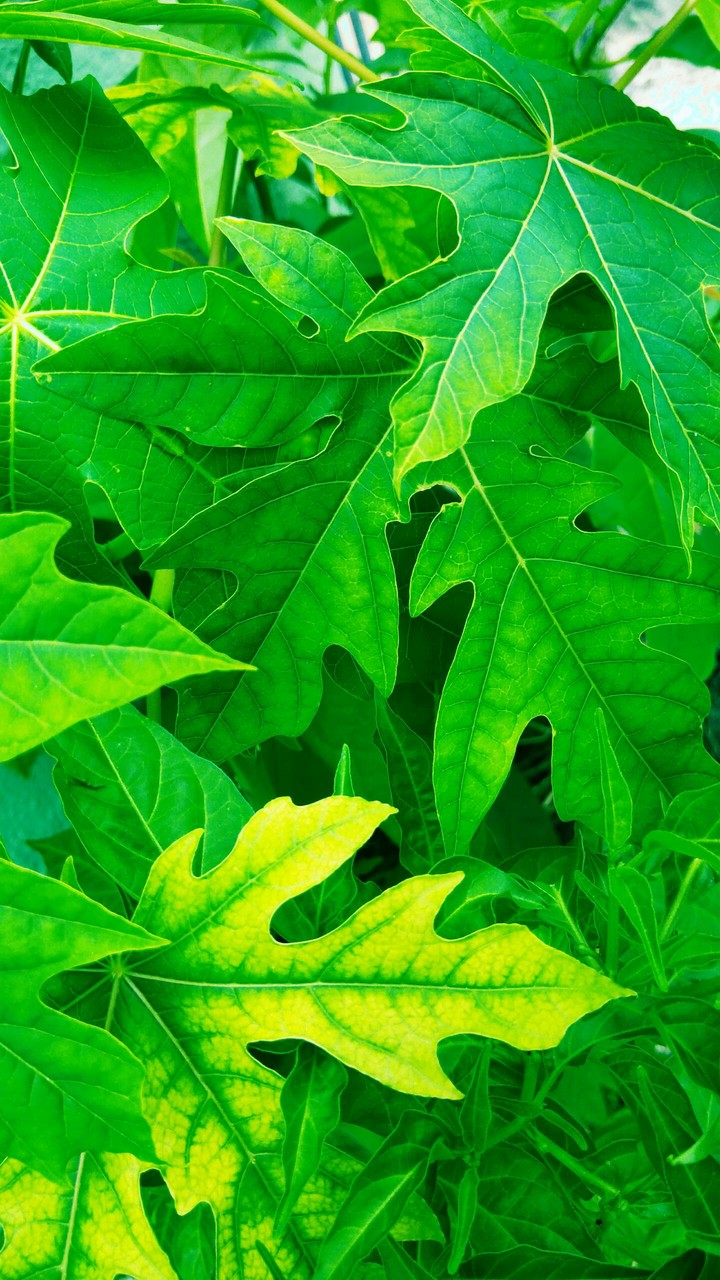 Folhas verdes