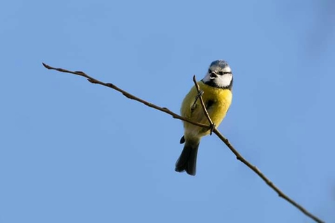 Bird