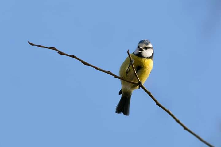 Bird