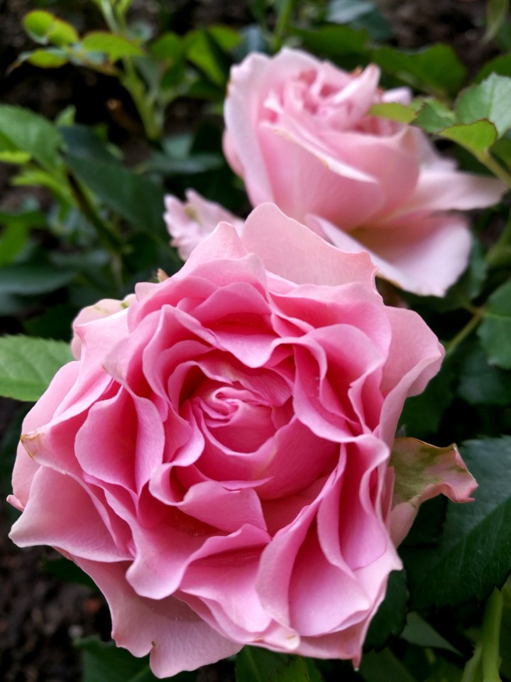 Rose