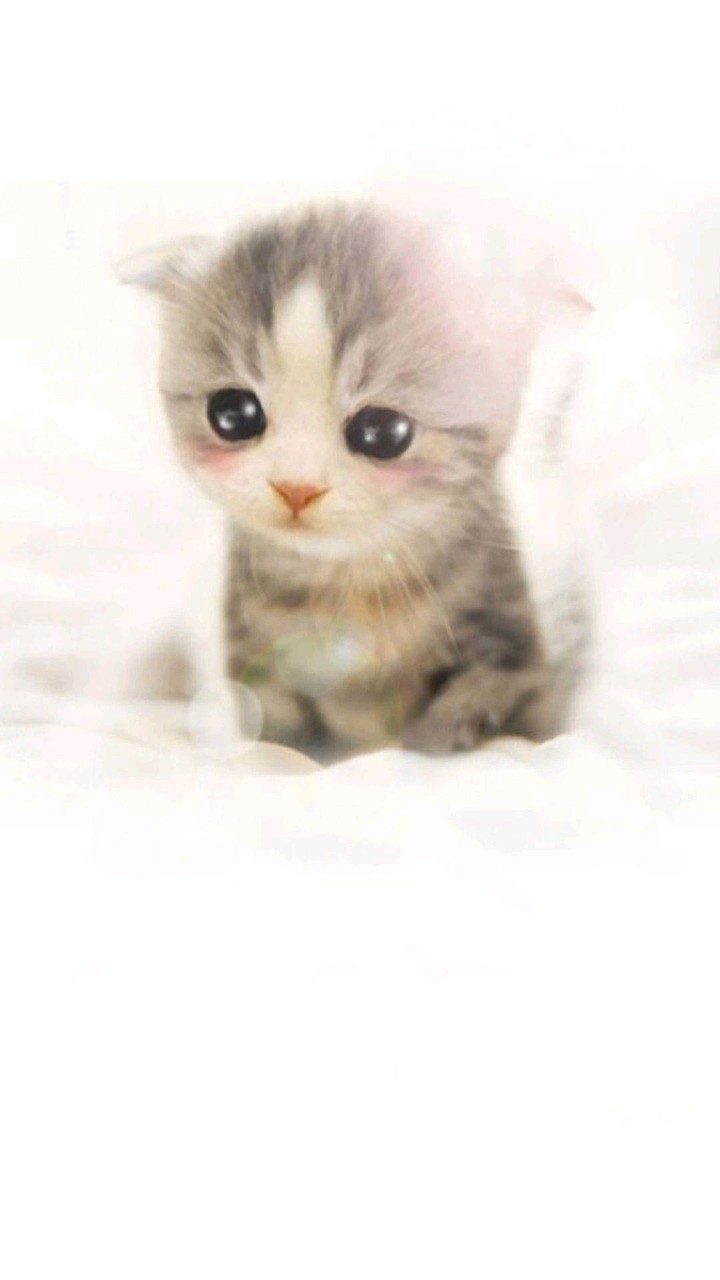 Cute kitten