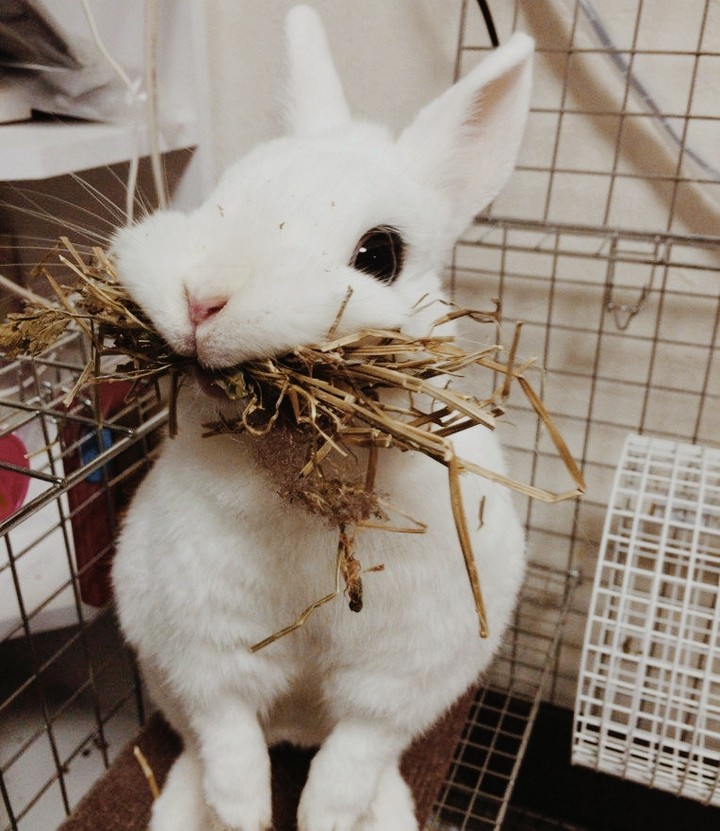 Cute Rabbit