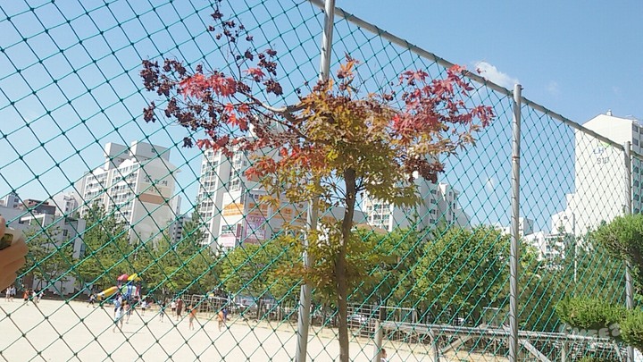 학교 단풍나무(a school maple)