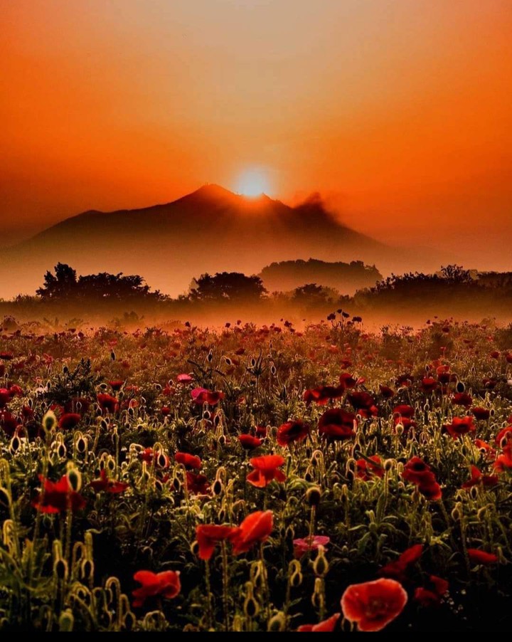 nature's garden