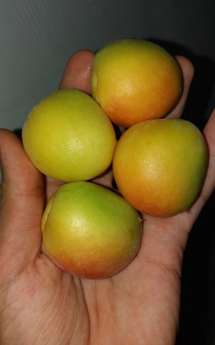 apricot