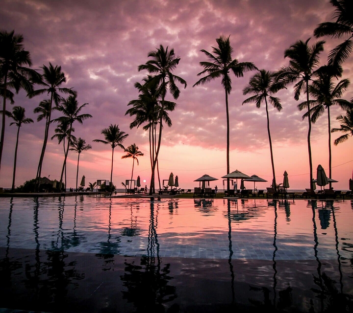 palm trees