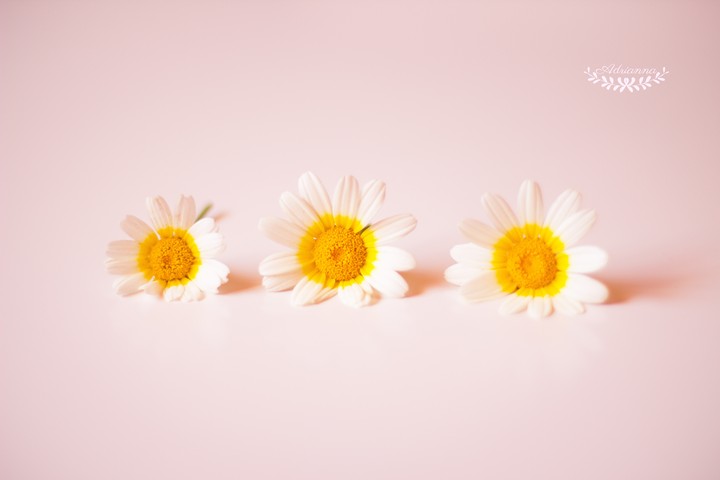 데이지 꽃