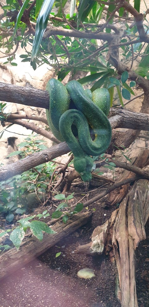 Green Danger