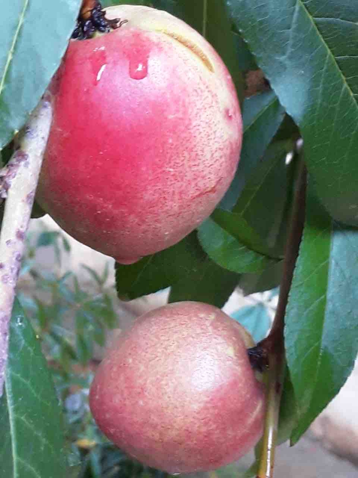 Drupe