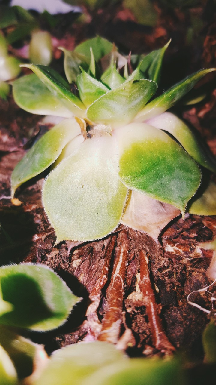 Cactus