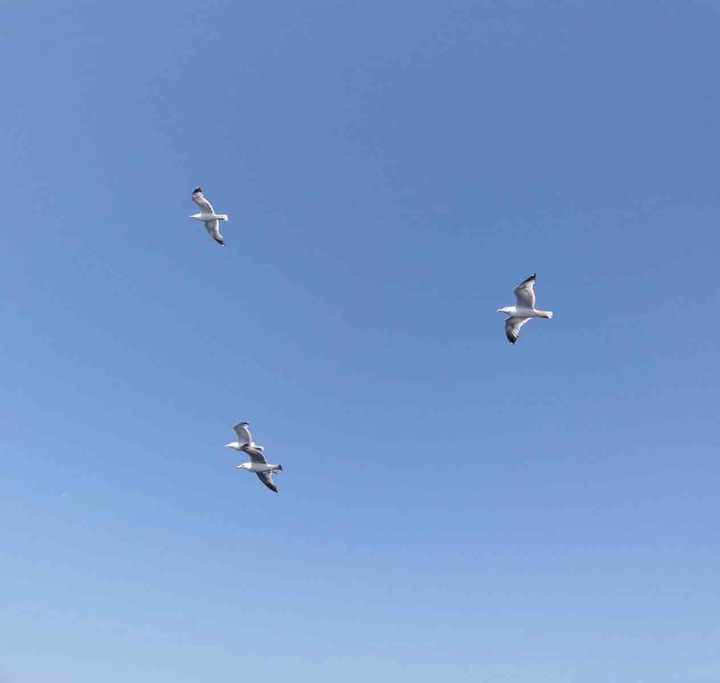 In volo