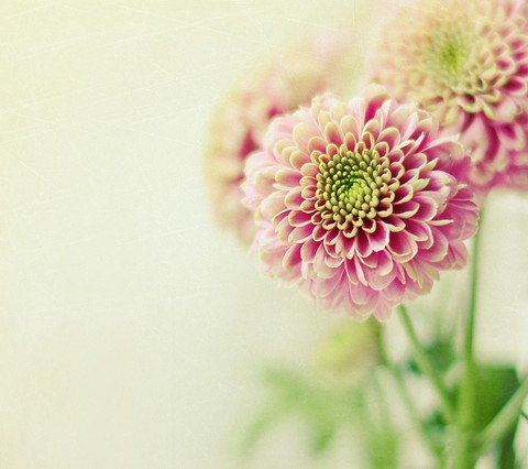 petal, flower Hintergrundbilder