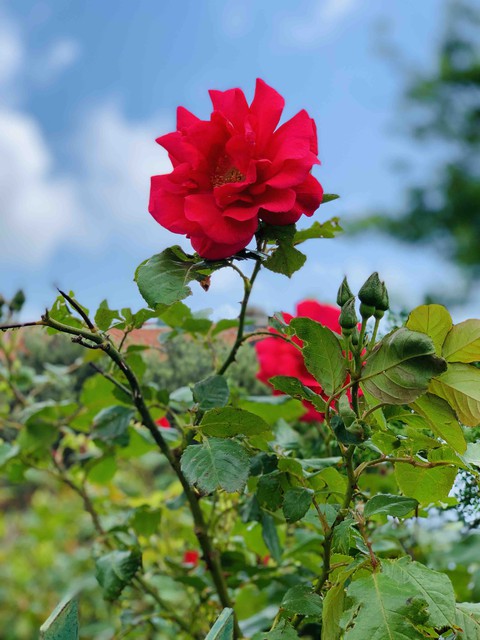 fiore