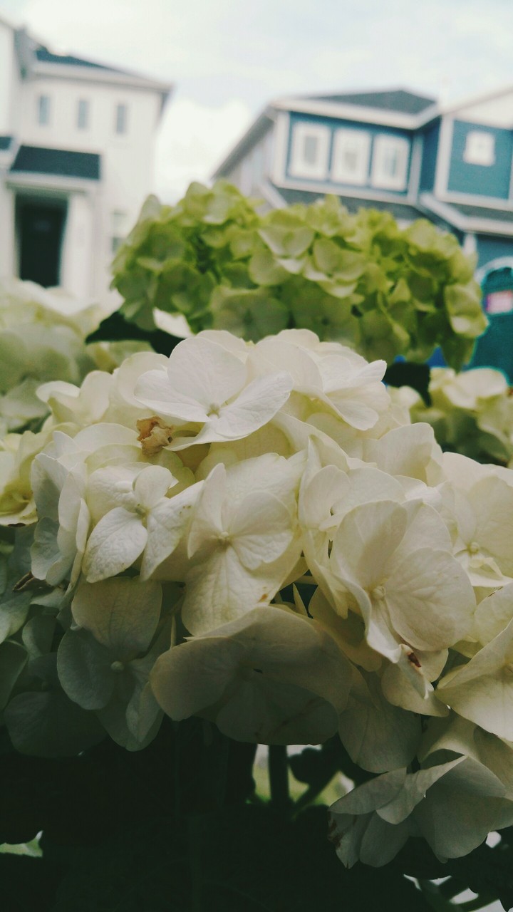 Beautiful Flowers