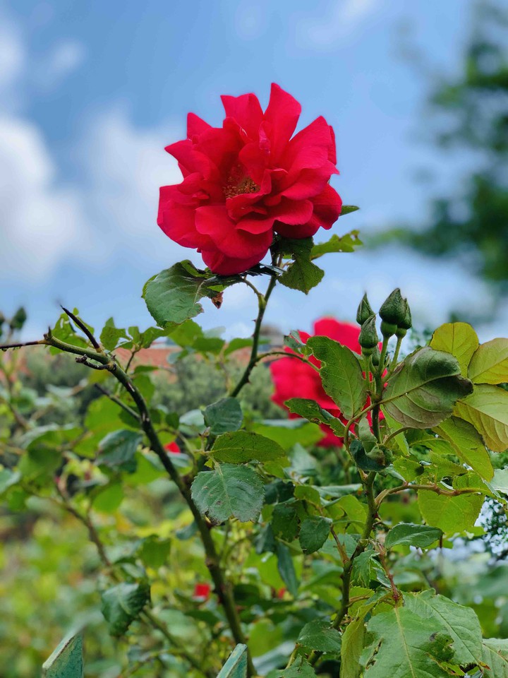 fiore