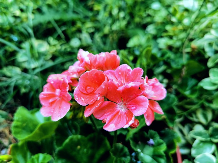 Pelargonium