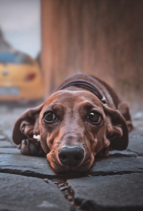 sfondi dog, fur