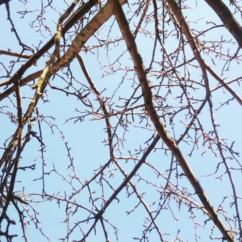 Spring