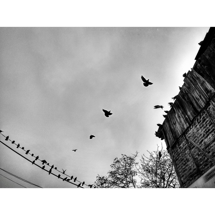Pigeons