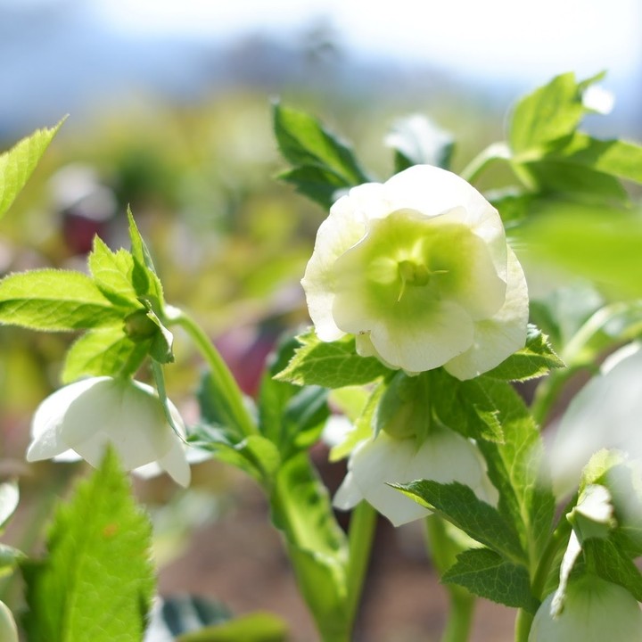 Christmas rose