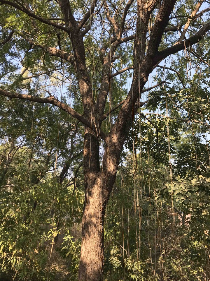 The tree made beautiful by sun ray
