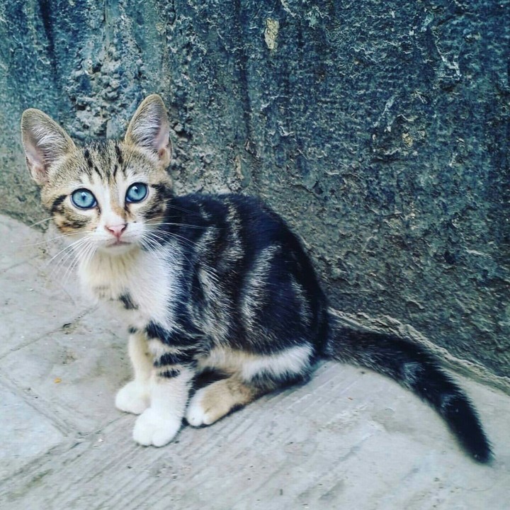 cat in the hood
