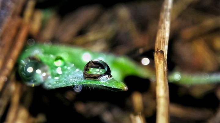 nature