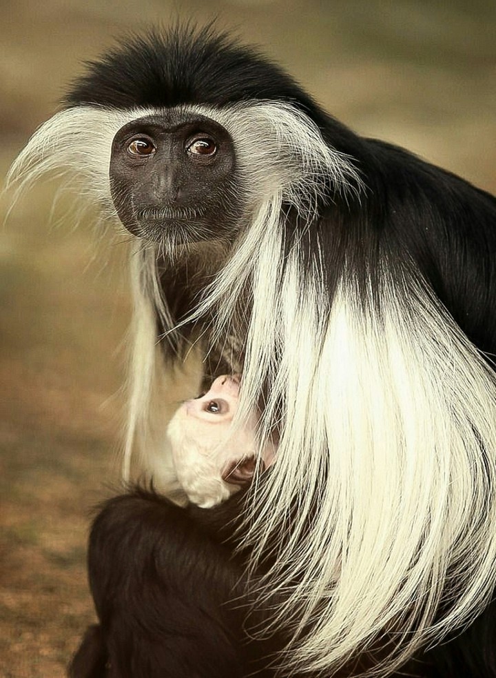 A Couple of Colobus Monkeys
