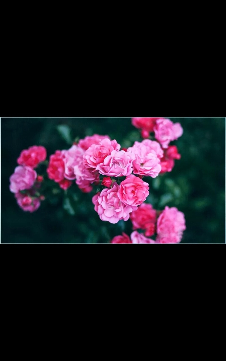 Pink roses