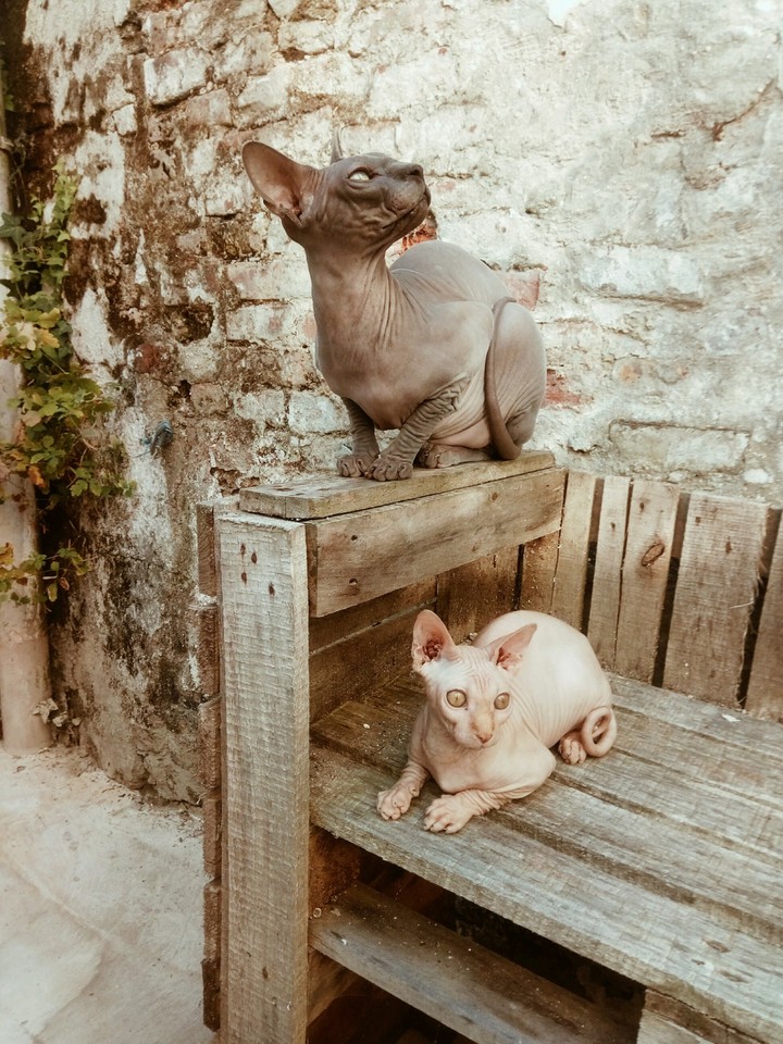 Sphynx.