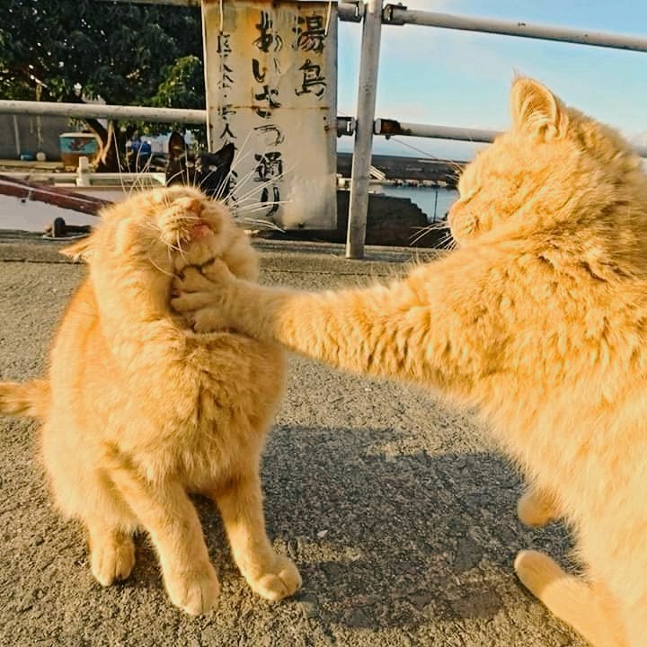 CAT_sama