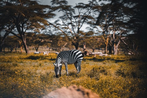 шпалери savanna, Safari