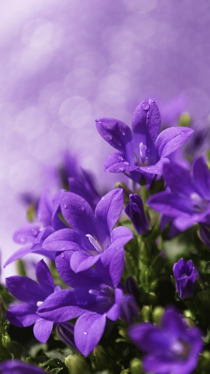 بنفش تکراری