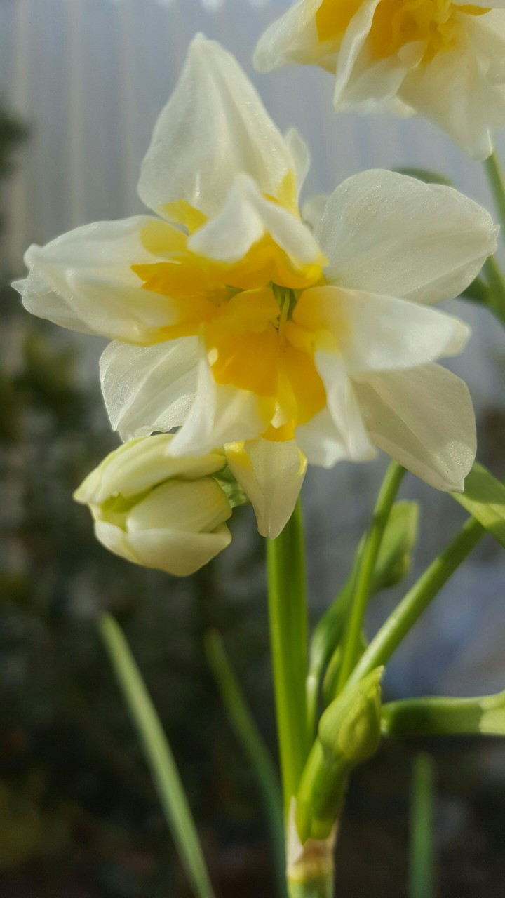 Seasonal flower only in winter blooms