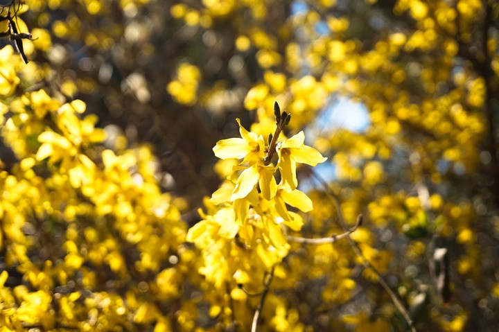 flower