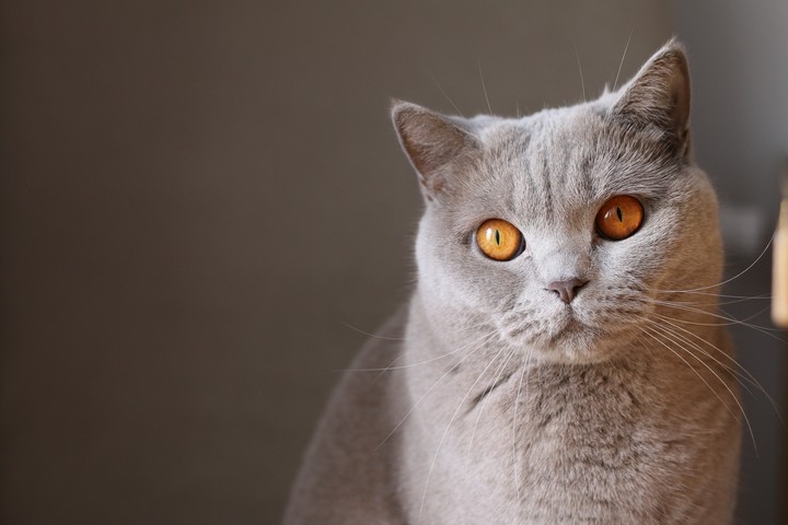 The eye