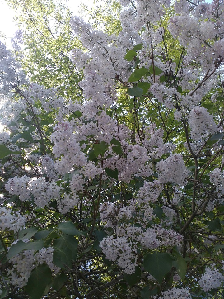 сирень