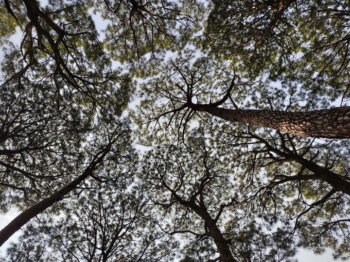 Canopy