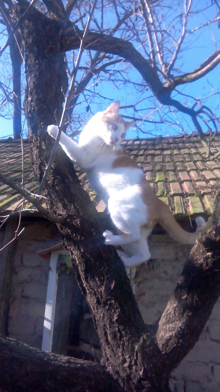 Super-Cat Bubu