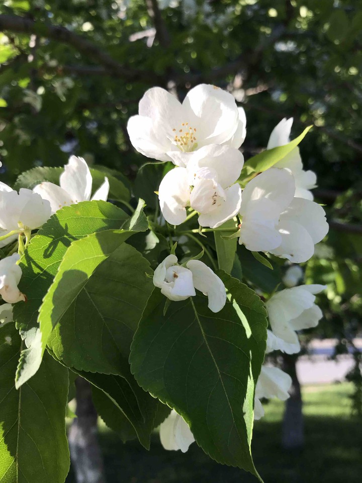 flowers are beautiful