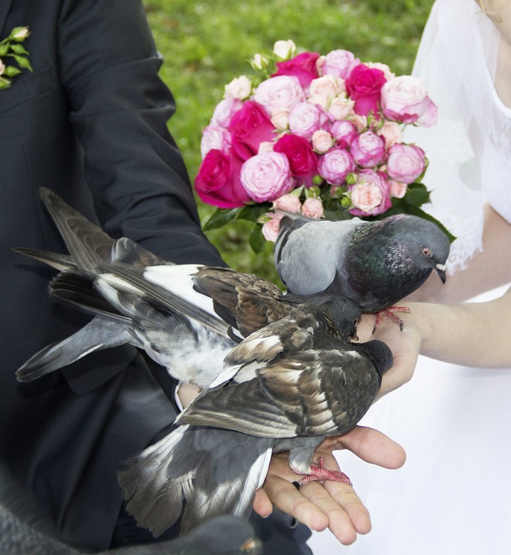 Wedding doves