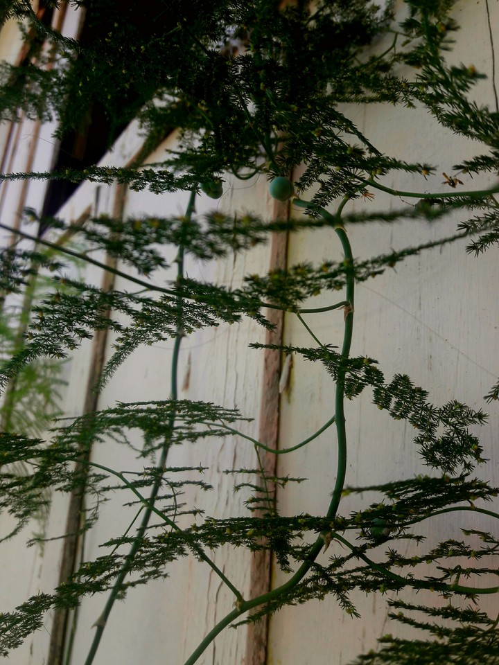 pine tree