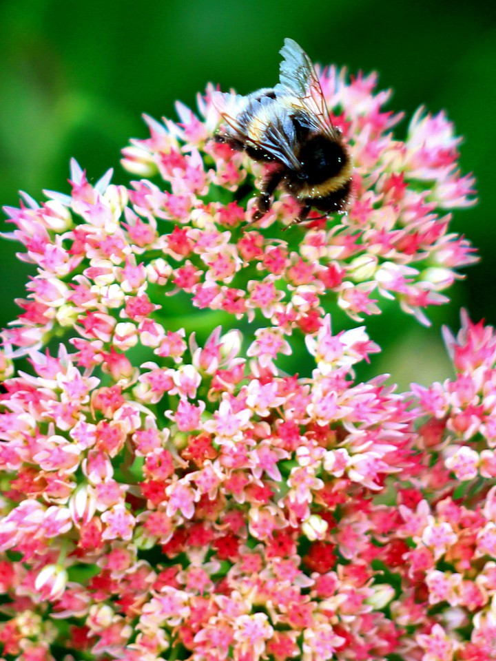 Bumblebee on a flower